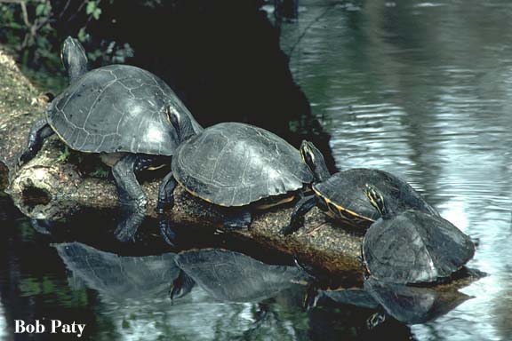 TurtlesInRow