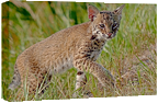 Baby Bobcat stretch mount print. Purchase here.