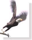 Eagle taking off