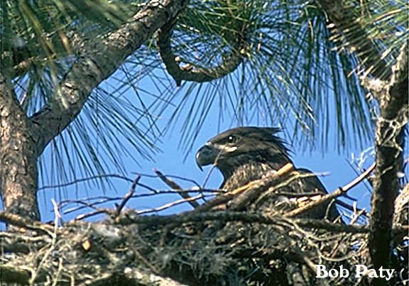 BaldEagleJuvenile-1