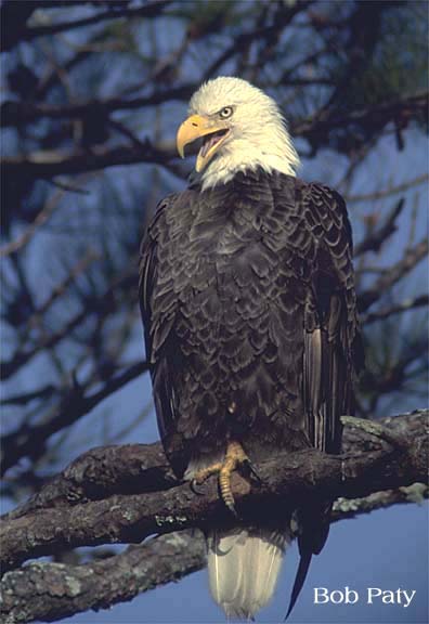 EagleOnLimb