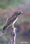 Hawk