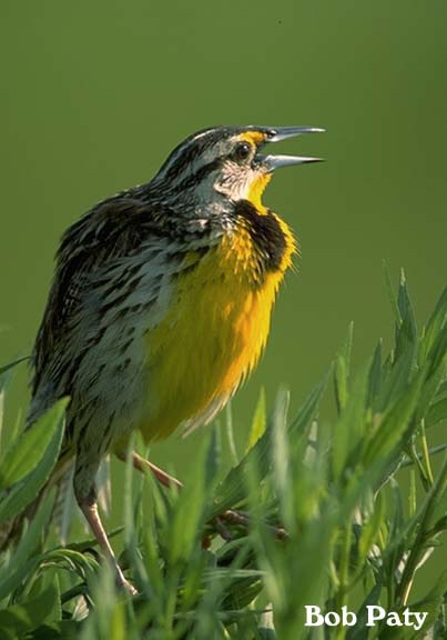 MeadowLark