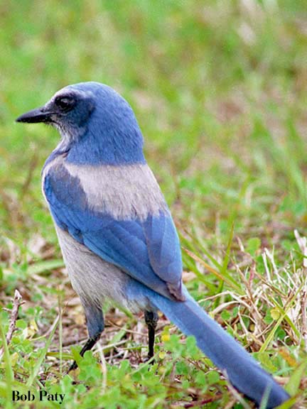 ScrubJay