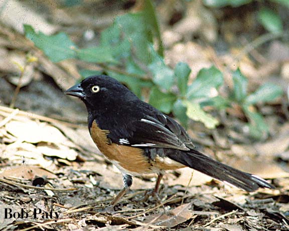 Towhee