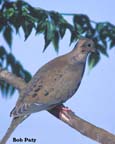 MourningDove