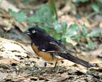 Towhee