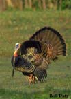 WildTurkey