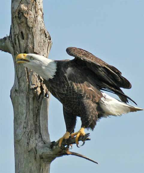BaldEagle-Viera-2