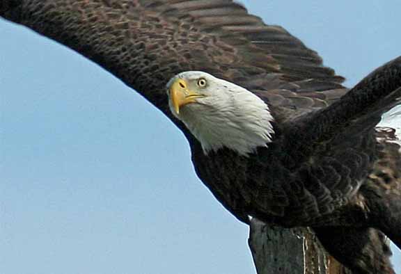 BaldEagle-VieraPonds