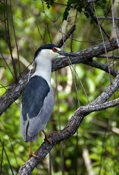 BlackCrownedNightHeron