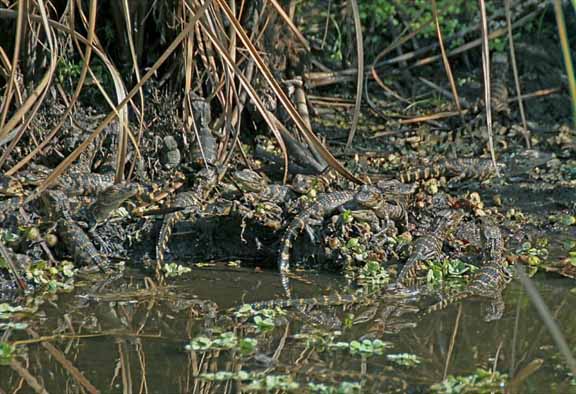 JuvenileAlligators