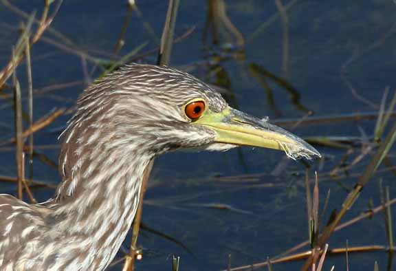 JuvenileBCNightHeron