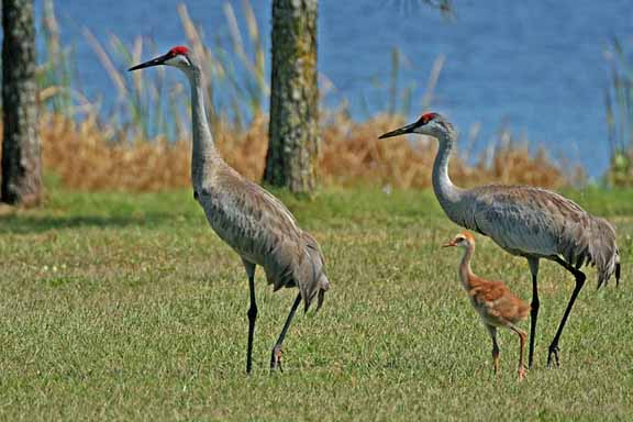 SandHillCranes