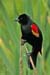 RedWingBlackbird