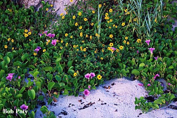 BeachFlowers