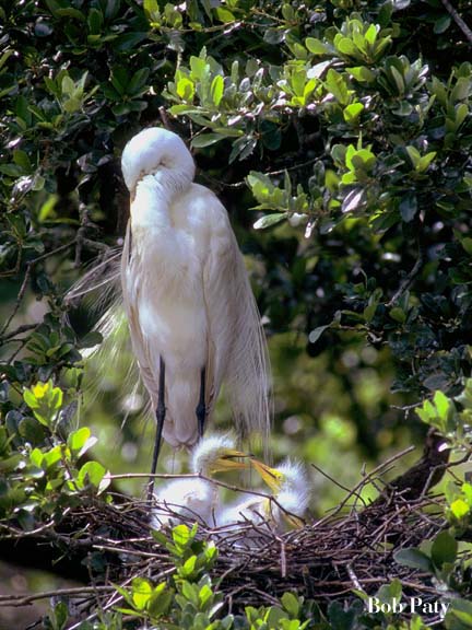EgretGt-Chicks