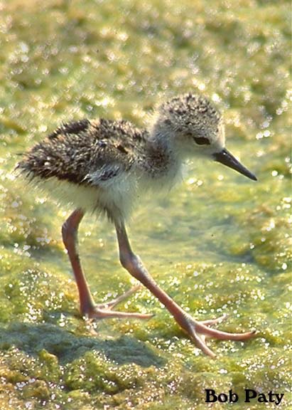 Stilt-BlackNecked-Baby