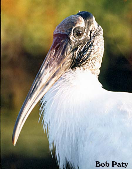 Woodstork