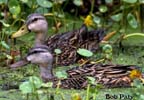Ducks-Mottled