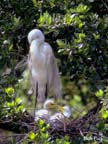 EgretGt-Chicks