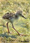 Stilt-BlackNecked-Baby