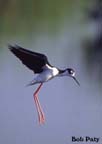 Stilt-BlackNecked-Hovering