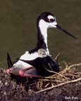 Stilt-Chick