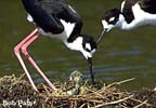 Stilts-BlackNecked