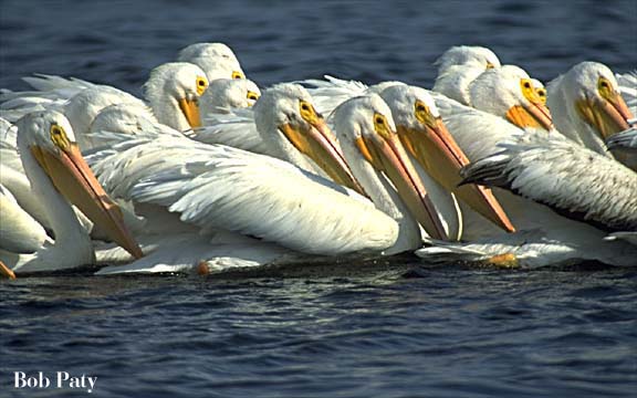 Pelicans-White