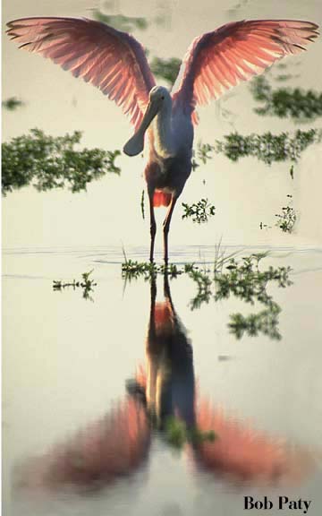 SpoonbillPreflight