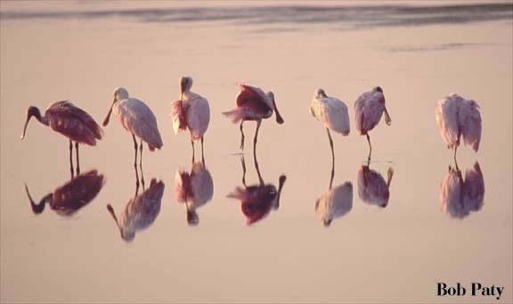 SpoonbillsSunning
