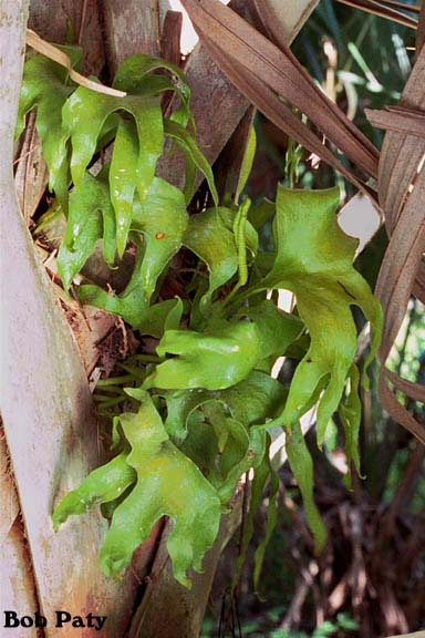 HandFern-Endangered