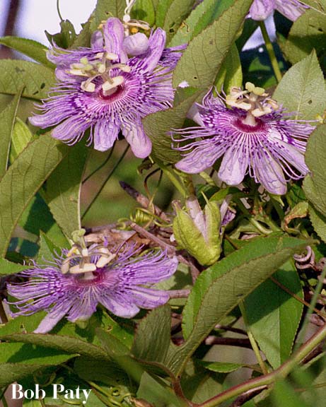 Passionflower