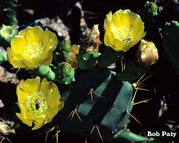 PrickPearCactus-Bloom