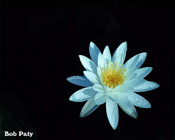 WaterLily